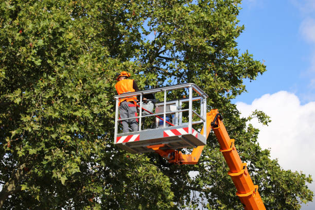 How Our Tree Care Process Works  in Dundee, NY